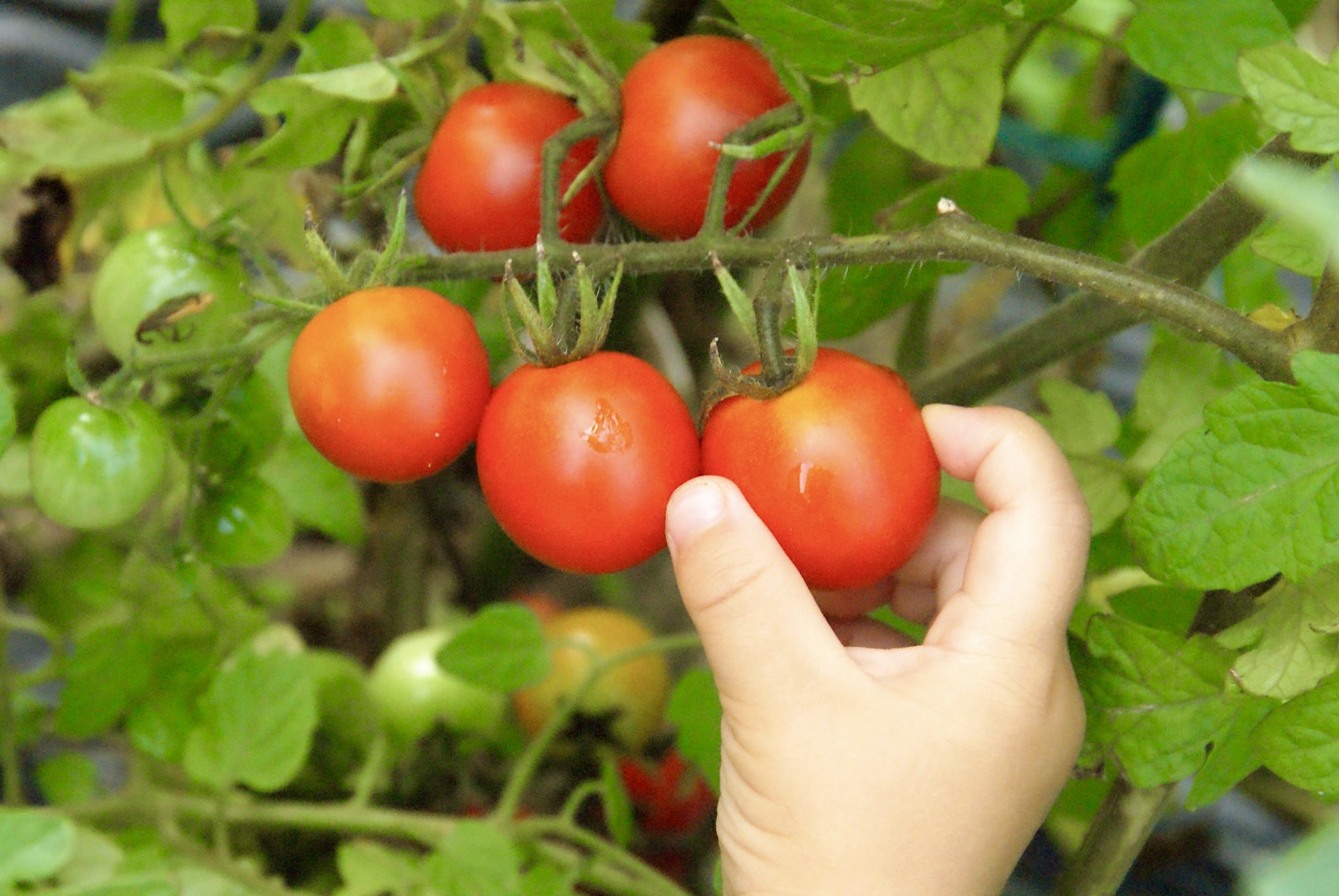 家庭菜園で野菜作りに挑戦しよう | 山梨の住宅情報サイト ジタクのシタク